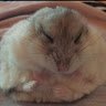 Hamstertsai