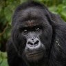 Gorilla Goro