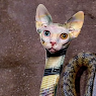 cat snake thing