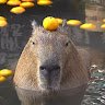 Orange Capybara