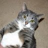 cats r cool gaming