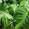 Philadendron