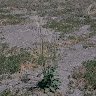 ML3564