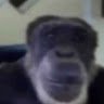 monkeswilder
