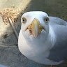 Sir Seagull