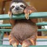 slothsloth