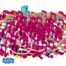 OLEK2598
