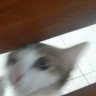 Nimenimo
