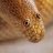 Lord Snek