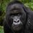 Gorilla Goro