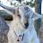 circus goat