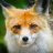 foxshadow