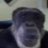 monkeswilder
