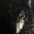 LORD FATALIS