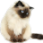 Gammi