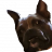 BPDCS