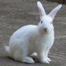 Joe_The_Rabbit