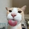 ridho2744